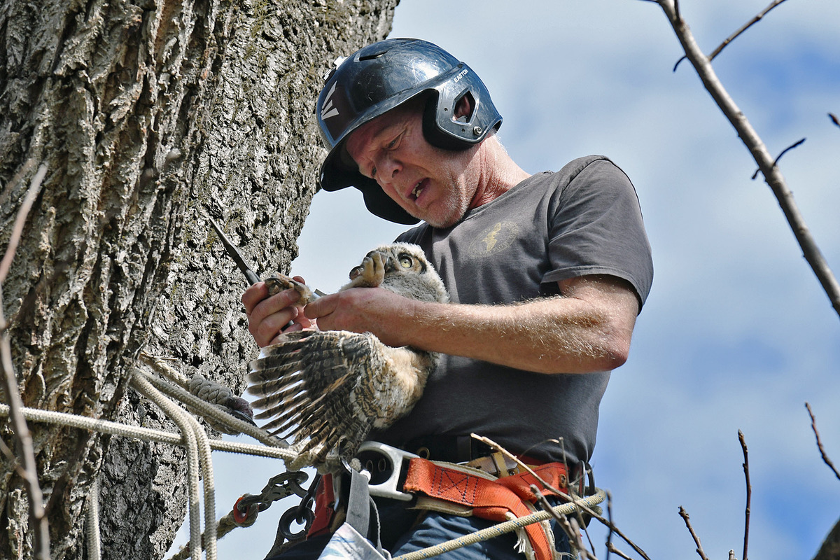 Man banding a young great horned owl
